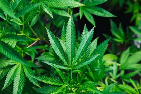 Why Marijuana Use Can No Longer Strip Americans of Their Gun Rights